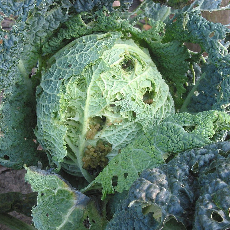 Cabbage Damage